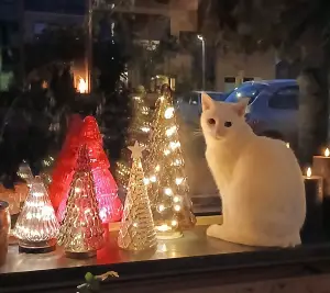 Pat 01 Kerstpoes
